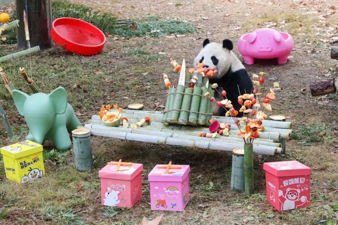 再见!熊猫七七 再见!熊猫七七