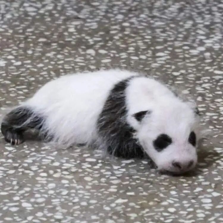 再见!熊猫七七 再见!熊猫七七