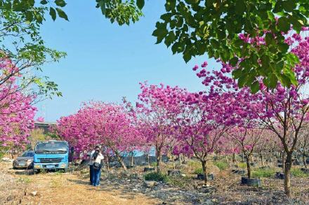 紫花风铃已成广州网红 错过就要等明年！