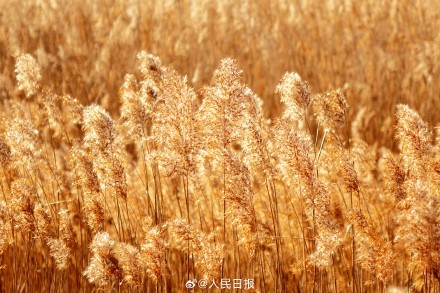 收藏!这组芦苇图可以当壁纸 收藏!这组芦苇图可以当壁纸