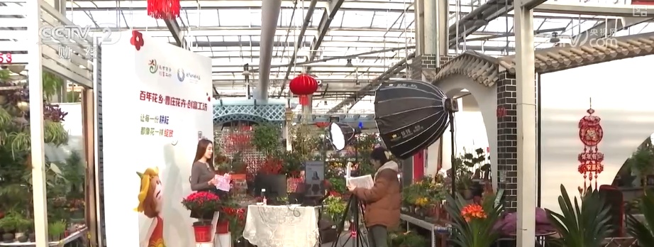 “鲜花经济”撬动节前火热消费 新品种添彩新春 年宵花香飘海外