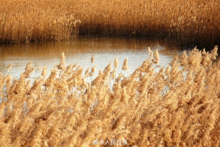 收藏!这组芦苇图可以当壁纸 收藏!这组芦苇图可以当壁纸