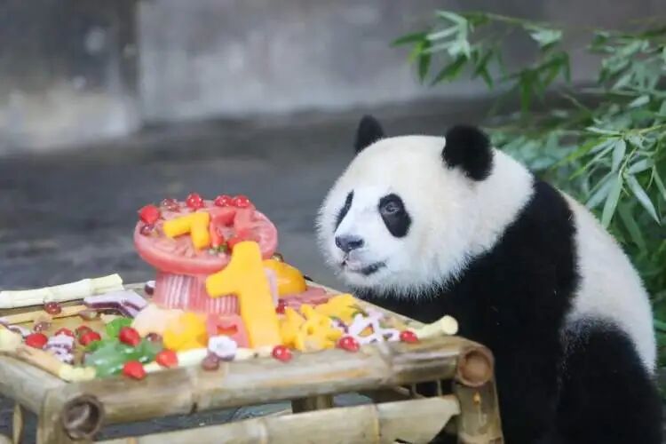 再见!熊猫七七 再见!熊猫七七