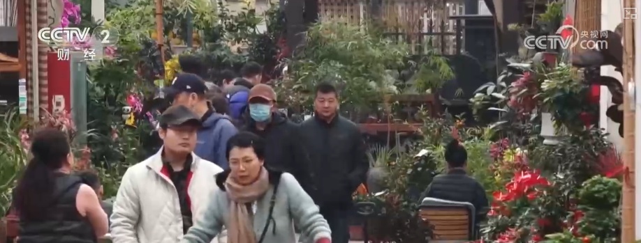 “鲜花经济”撬动节前火热消费 新品种添彩新春 年宵花香飘海外