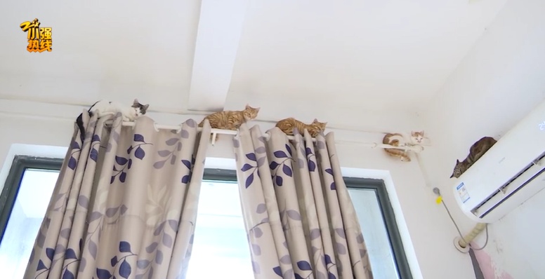 杭州王女士求助：救下6只流浪猫，母亲却突患重病，怎么办？盼有好心人收养