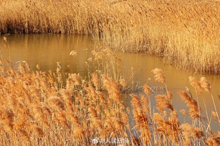 收藏!这组芦苇图可以当壁纸 收藏!这组芦苇图可以当壁纸