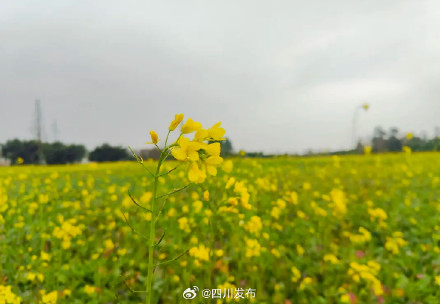 和成都第一波油菜花接上头了 和成都第一波油菜花接上头了