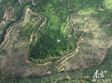 “十四五”广东森林质量实现新飞跃