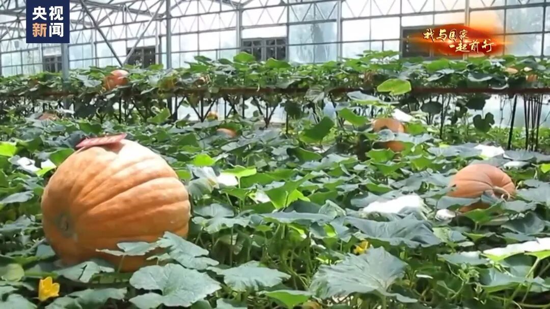 种菜吗？这不就是梦想中的“开心农场”？