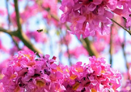 紫花风铃已成广州网红 错过就要等明年！