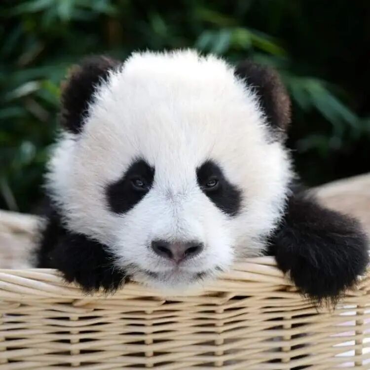 再见!熊猫七七 再见!熊猫七七