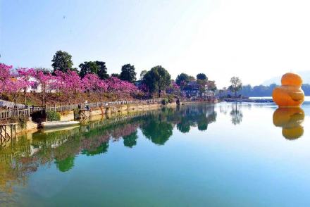 紫花风铃已成广州网红 错过就要等明年！