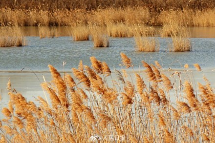 收藏!这组芦苇图可以当壁纸 收藏!这组芦苇图可以当壁纸
