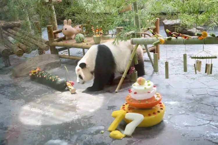 再见!熊猫七七 再见!熊猫七七