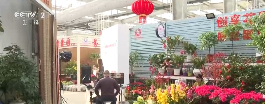 “鲜花经济”撬动节前火热消费 新品种添彩新春 年宵花香飘海外