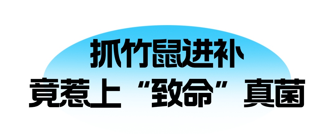 吃竹鼠进补,男子竟惹上"致命"真菌…… 吃竹鼠进补,男子竟惹上"致命"真菌……