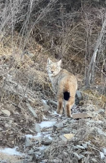 萌萌哒!四川人路边偶遇野生宝伯特 萌萌哒!四川人路边偶遇野生宝伯特