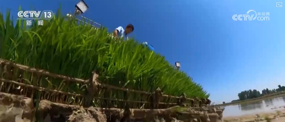 我国科学施肥水平提升 肥水管理向精准化、绿色化、专业化全面升级