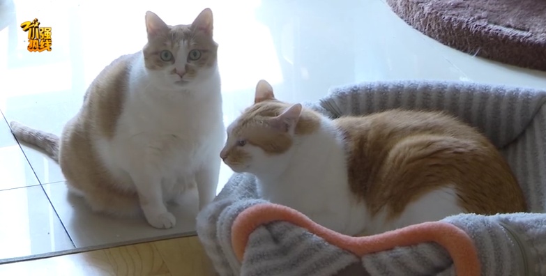 紧急求助！杭州女子救下6只流浪猫，母亲却突患重病，背后故事让人感动…