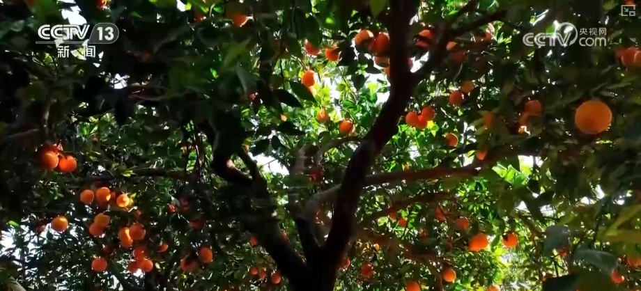 新需求、新供给“绿”意盎然 多部门协同创新政策“组合拳”为绿色消费添动力 新需求、新供给“绿”意盎然 多部门协同创新政策“组合拳”为绿色消费添动力