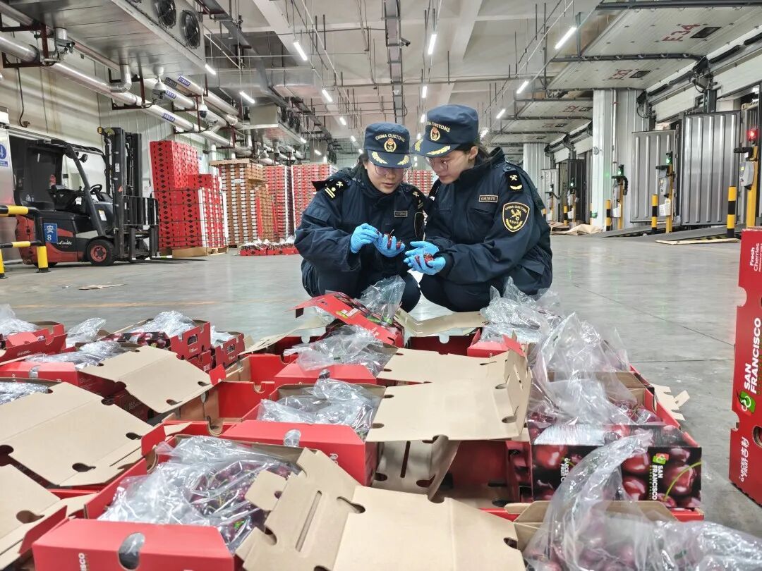 今年车厘子大降价，广东正大批上市