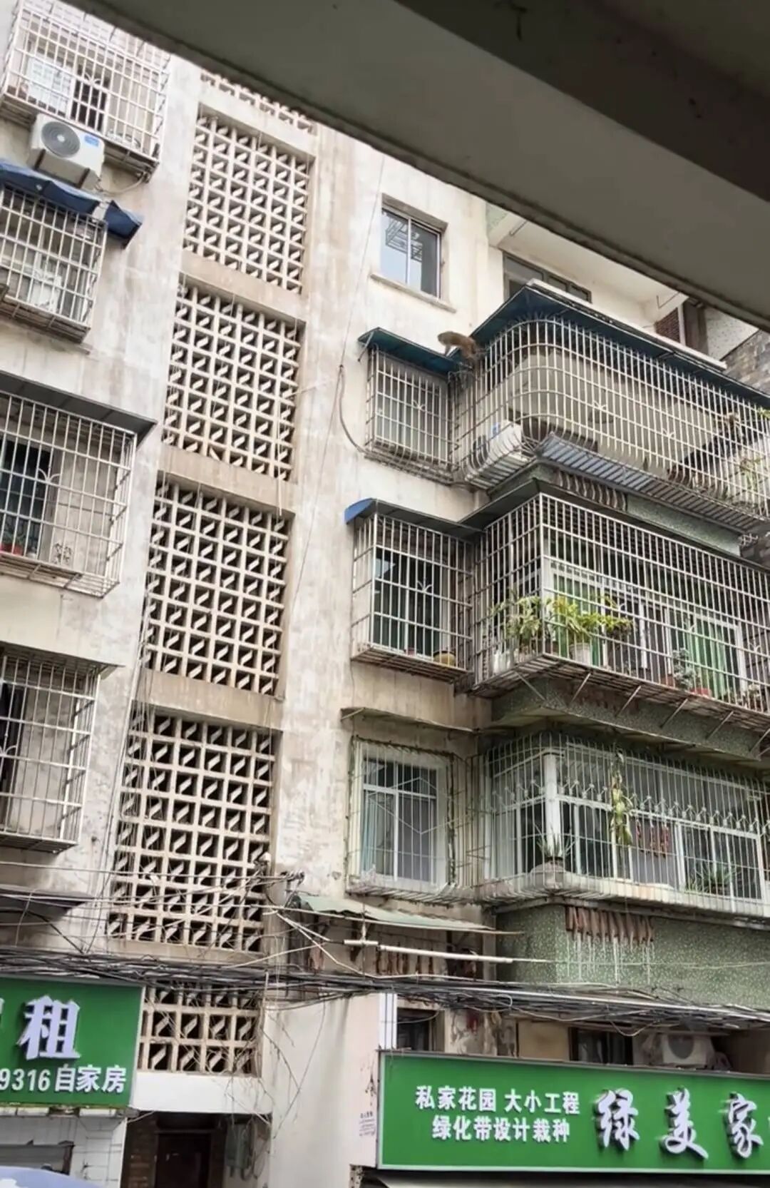 四川荣县一猴子在居民区逛吃已一周，专家：或为养殖运输中逃逸个体