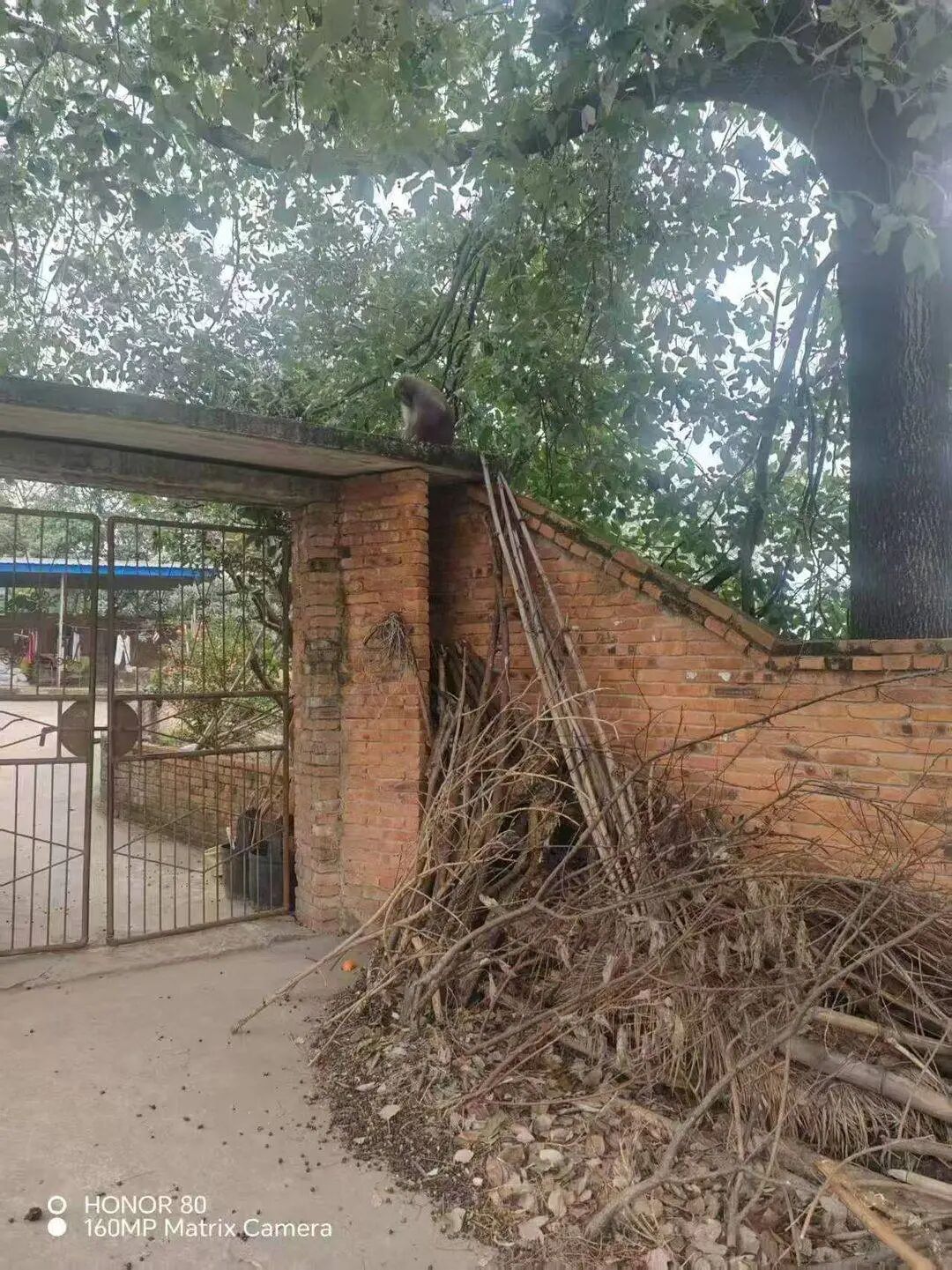 四川荣县一猴子在居民区逛吃已一周，专家：或为养殖运输中逃逸个体