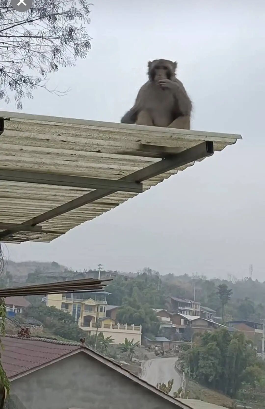 四川荣县一猴子在居民区逛吃已一周，专家：或为养殖运输中逃逸个体
