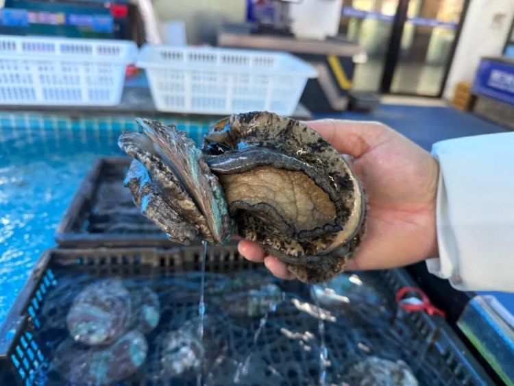 “山珍海味”鲍鱼跌至“10元3只”，厂商日发货三四十吨：价格变低，营收反增近2倍