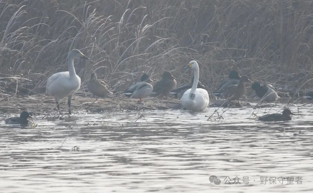 当一只掉队的小天鹅路过,后续故事暖哭了 当一只掉队的小天鹅路过,后续故事暖哭了