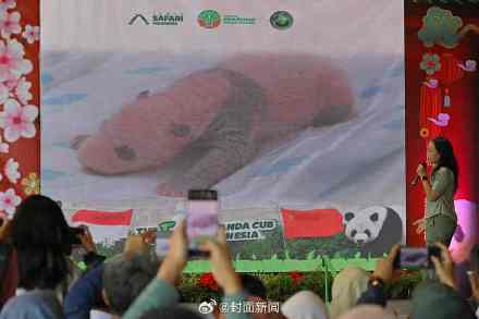 印尼首只大熊猫幼仔诞生