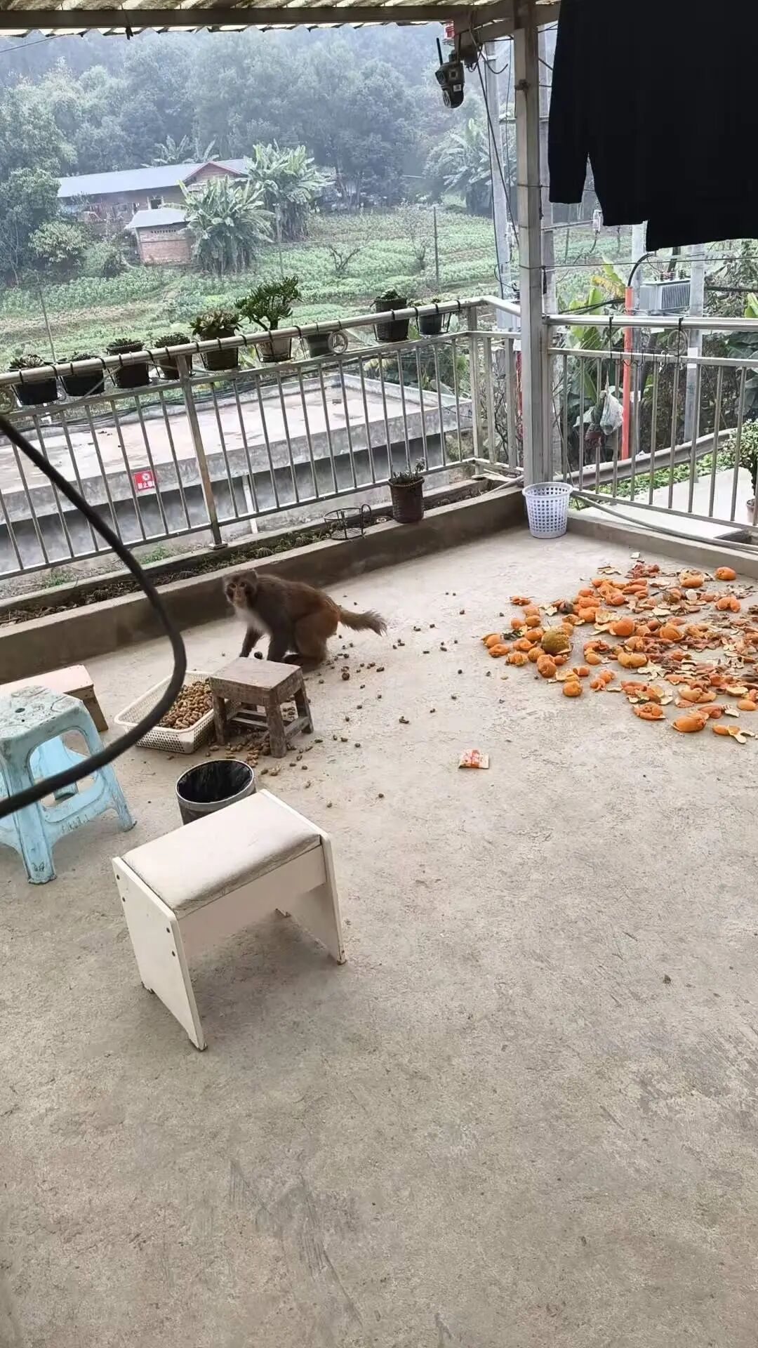 四川荣县一猴子在居民区逛吃已一周，专家：或为养殖运输中逃逸个体