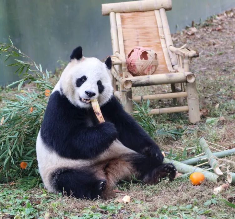 上海野生动物园熊猫“七七”今日启程返回四川，曾因肠梗阻就医引发关注