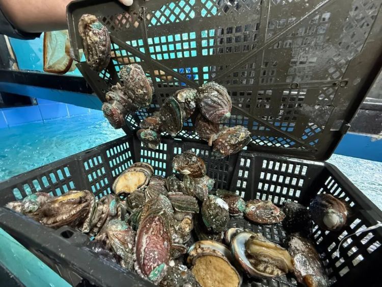 “山珍海味”鲍鱼跌至“10元3只”，厂商日发货三四十吨：价格变低，营收反增近2倍