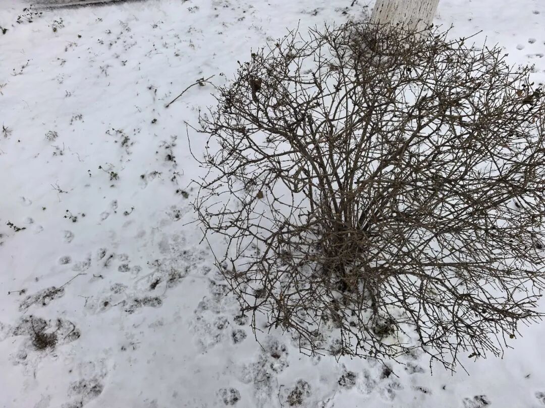 局部大雪！辽宁将迎大范围降雪，速看