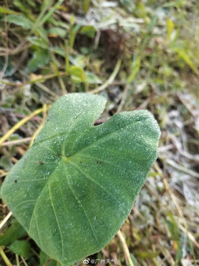 广州明天最低5℃,升温时间确定 广州明天最低5℃,升温时间确定