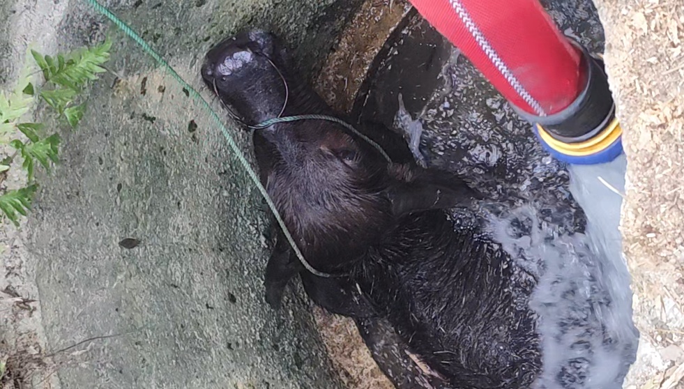 消防员和“阿基米德”联手救牛,物理老师看了都点赞 消防员和“阿基米德”联手救牛,物理老师看了都点赞