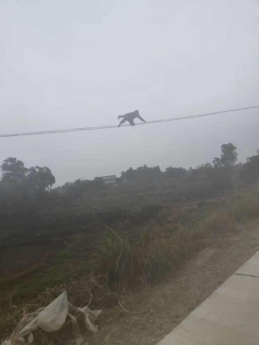 四川荣县一猴子在居民区逛吃已一周，专家：或为养殖运输中逃逸个体