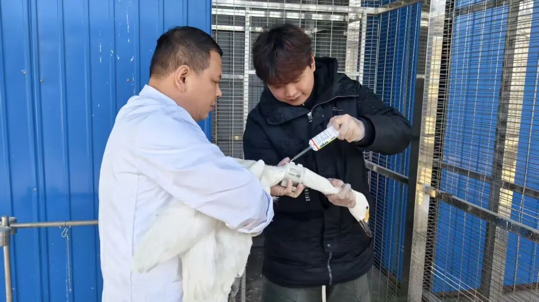 当一只掉队的小天鹅路过,后续故事暖哭了 当一只掉队的小天鹅路过,后续故事暖哭了