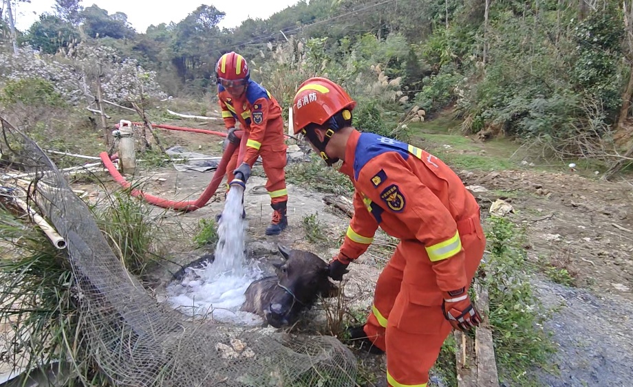 消防员和“阿基米德”联手救牛,物理老师看了都点赞 消防员和“阿基米德”联手救牛,物理老师看了都点赞