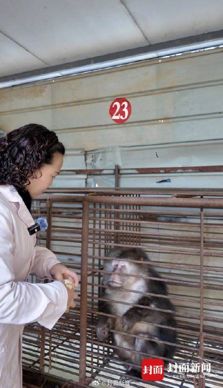 峨眉山战败的猴子去哪了 峨眉山战败的猴子去哪了