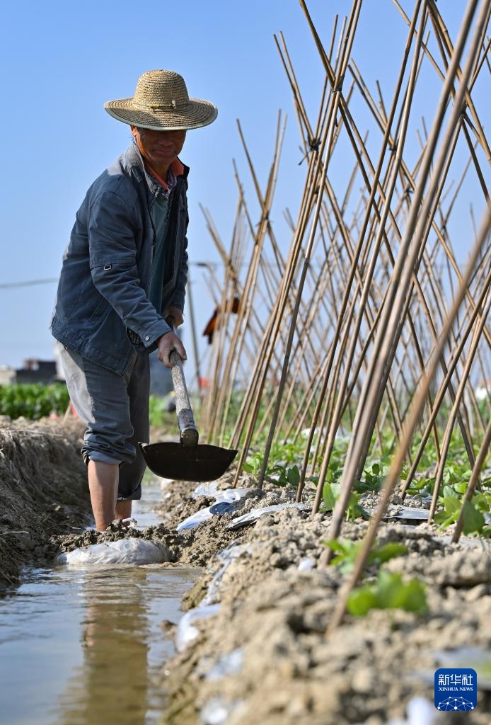 海南冬季瓜菜陆续上市