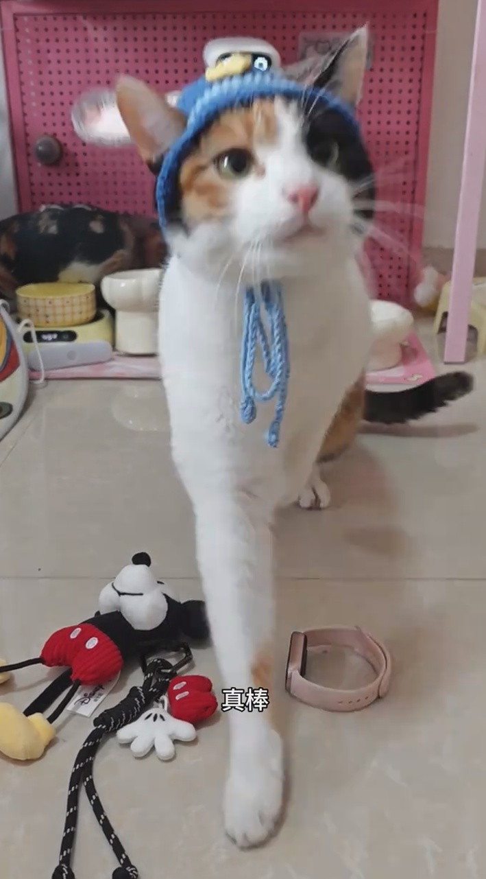 “萝卜纸巾猫”爆火：“察言观色”的我们，渴望“真棒”的肯定