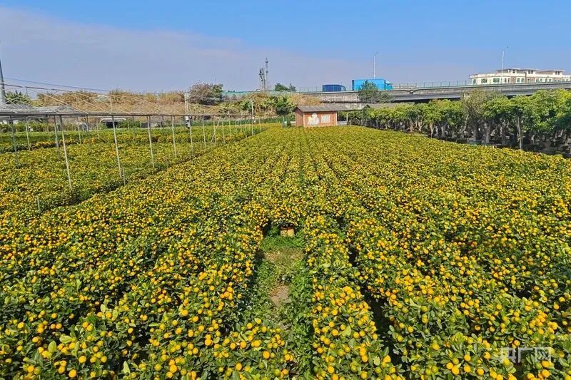 年轻人爱上“迷你年桔”!这地的年桔为何能成新年爆款? 年轻人爱上“迷你年桔”!这地的年桔为何能成新年爆款?