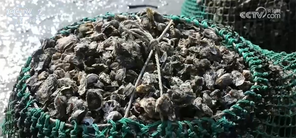 居民“菜篮子”持续上新供应足 新年消费市场红红火火“热气腾腾”