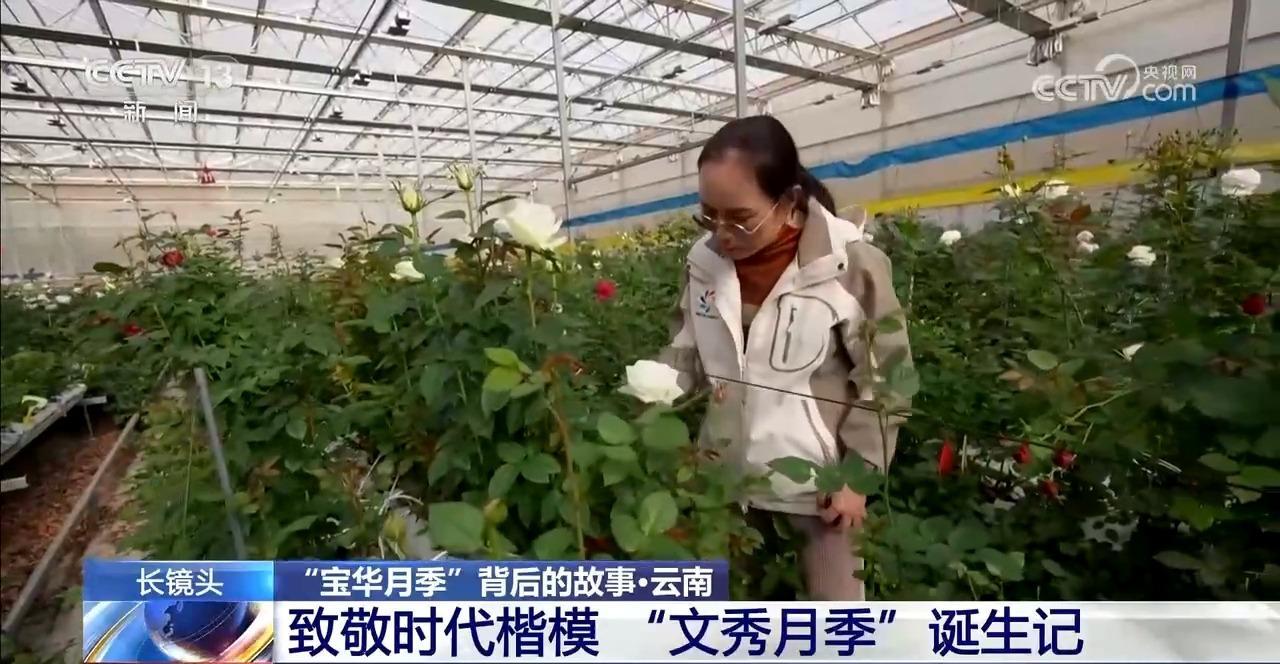 “宝华月季”背后 是“中国芯”月季的飞速进展