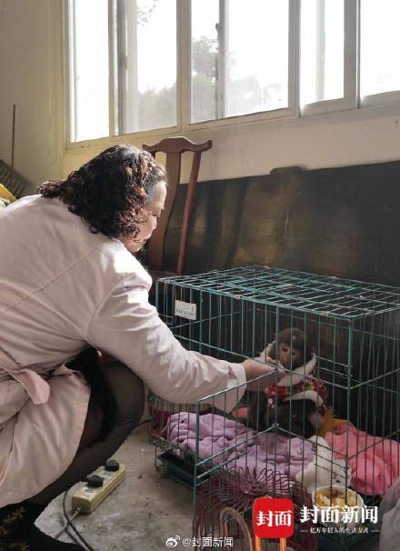 峨眉山战败的猴子去哪了 峨眉山战败的猴子去哪了