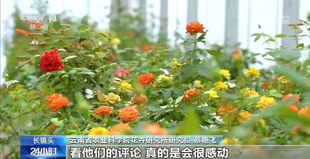 “宝华月季”背后 是“中国芯”月季的飞速进展