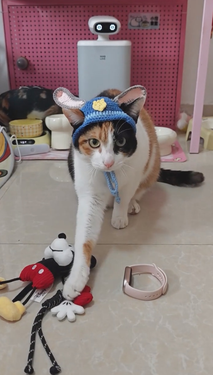 “萝卜纸巾猫”爆火：“察言观色”的我们，渴望“真棒”的肯定