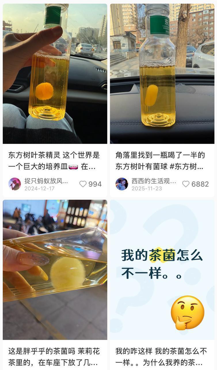 培育“茶菌球”当爱好还能卖钱？医生：误食或接触都有健康隐患，不建议自行“养殖”